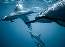 开云体育APP：让体育热爱在掌心绽放的全新体验